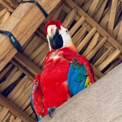 Scarlet macaw from Max Nicholson's archive