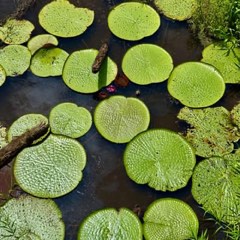 Giant Amazon water lilies from Max Nicholson's archive
