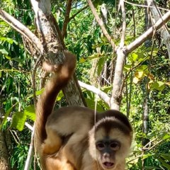 Capuchin in the canopy from Max Nicholson's archive