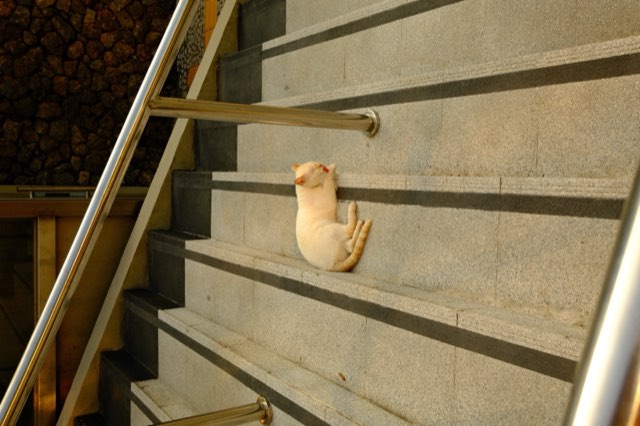 Cat on the cable-car steps from Max Nicholson's archive