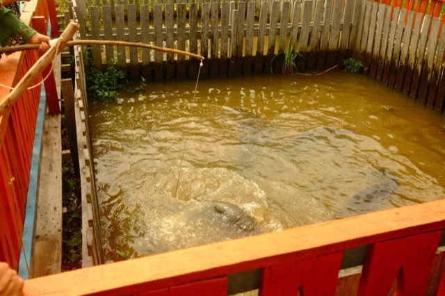 Arapaima at the surface from Max Nicholson's archive