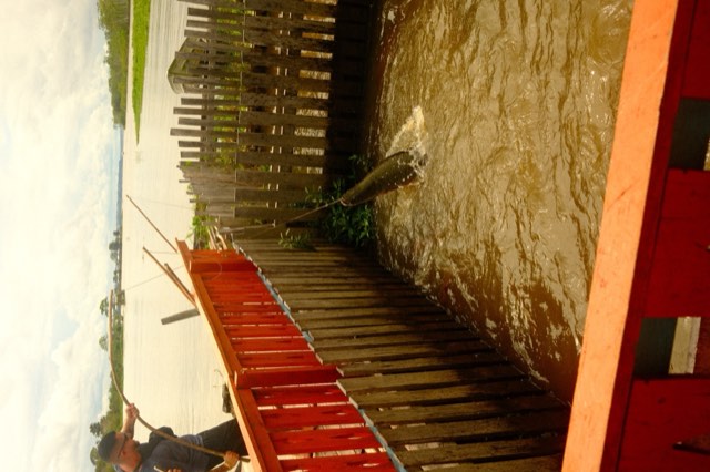 Arapaima leaping from Max Nicholson's archive