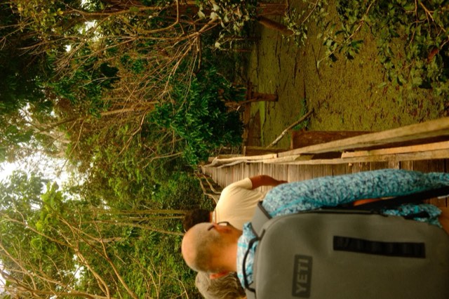 Forest boardwalk from Max Nicholson's archive
