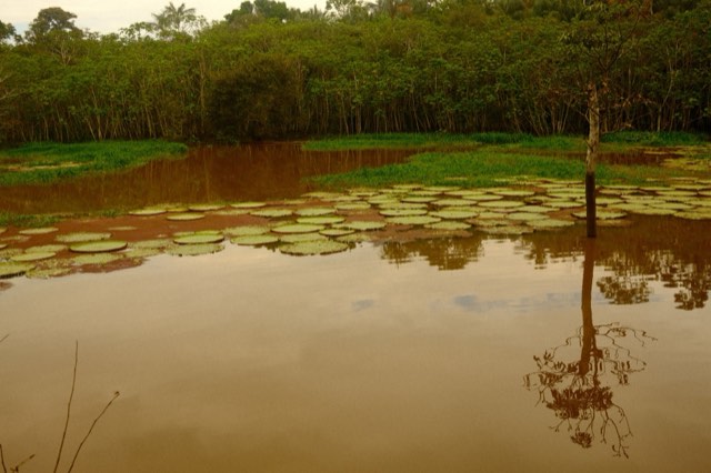 Water lilies in flooded forest from Max Nicholson's archive