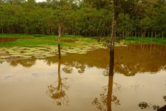 Flooded trees and water lilies from Max Nicholson's archive