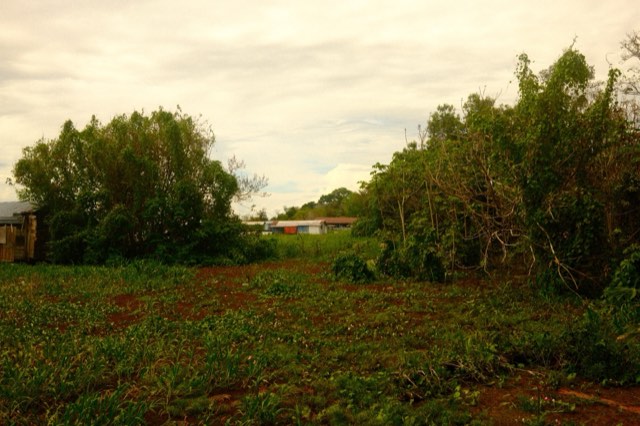 Vegetation around riverside homes from Max Nicholson's archive