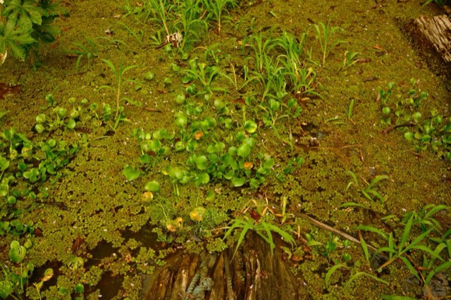 Floating plants in shallow water from Max Nicholson's archive