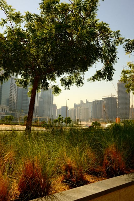 Trees and grasses beside the canal from Max Nicholson's archive