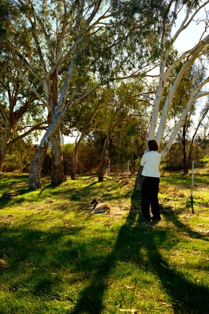 Standing among the gum trees from Max Nicholson's archive