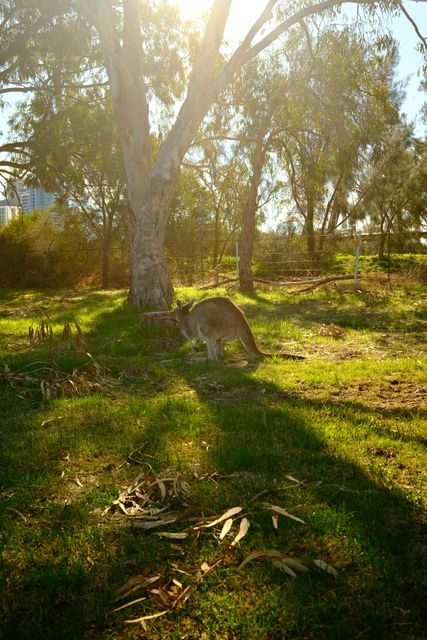 Kangaroo grazing in the sun from Max Nicholson's archive