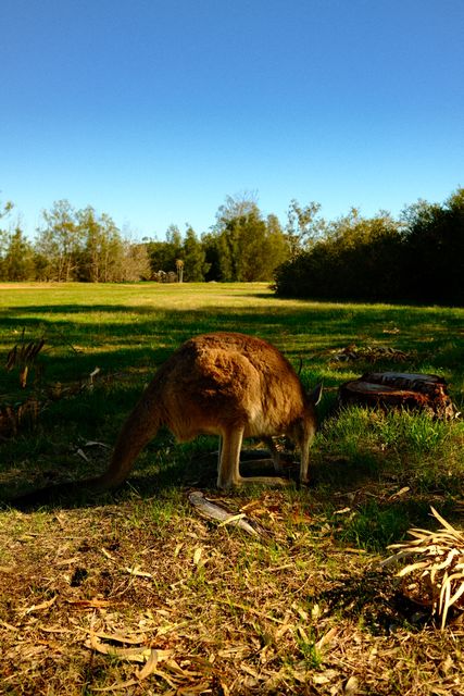 Kangaroo in the open field from Max Nicholson's archive