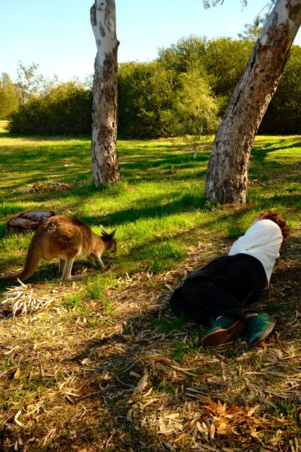 Lying beside a kangaroo from Max Nicholson's archive