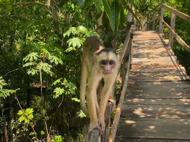 Capuchin on the boardwalk from Max Nicholson's archive