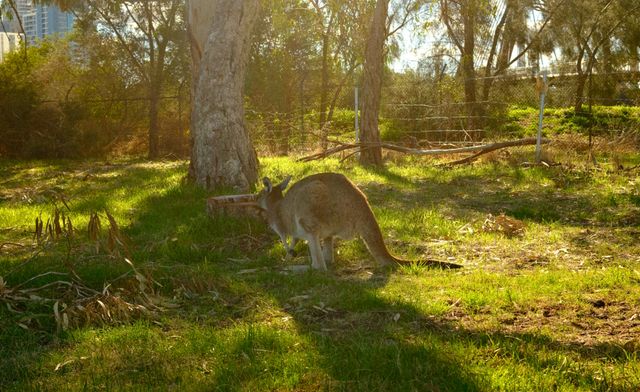 Kangaroo under the tree from Max Nicholson's archive