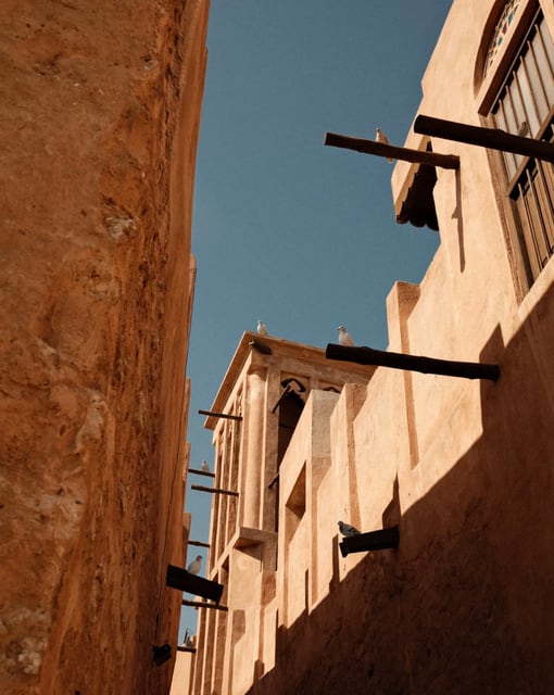 Pigeons in a sunlit alley from Max Nicholson's archive