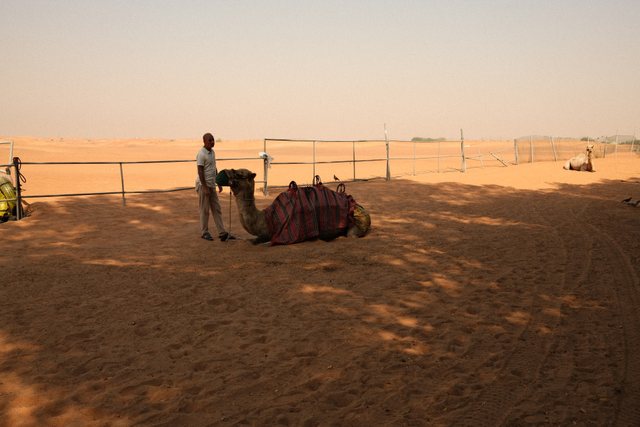 Camel resting beside its handler from Max Nicholson's archive